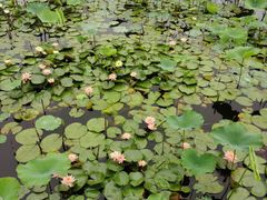 -长兴太湖图影湿地文化园