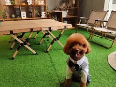 -百好乐宠物友好餐厅(朝外大街店)