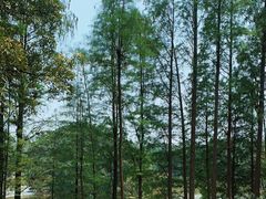 -番禺大夫山森林公园