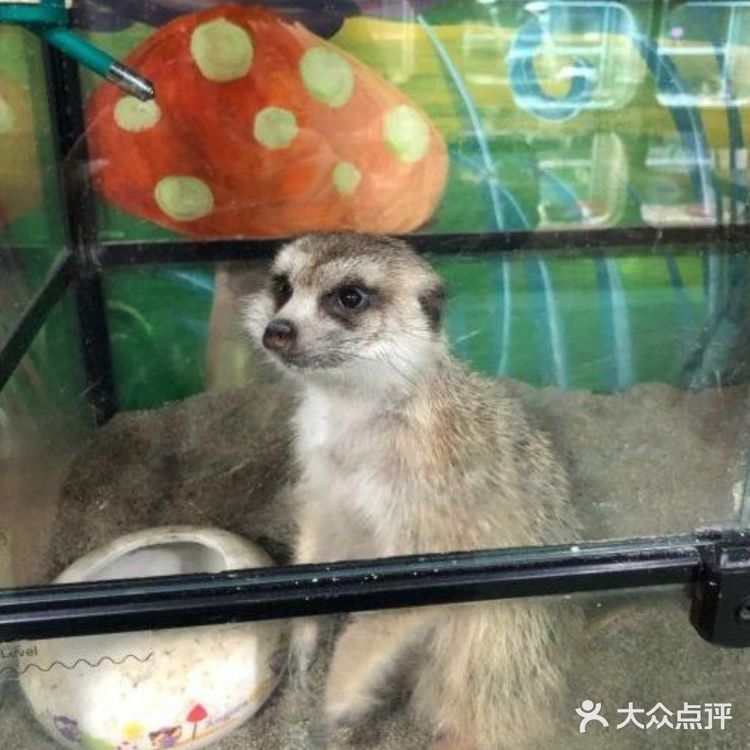 六一带宝宝必打卡去处‖宠物主题亲子体验馆