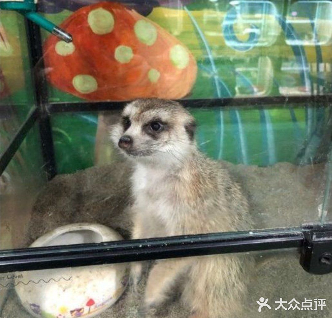 六一带宝宝必打卡去处‖宠物主题亲子体验馆