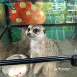 六一带宝宝必打卡去处‖宠物主题亲子体验馆