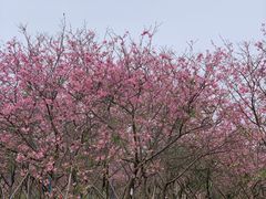 -天适樱花悠乐园