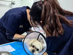 -喜多萌中农锦绣动物医院24H·猫科·牙科MRI·CT