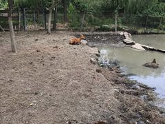 -溱湖国家湿地公园