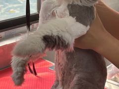 -翊宠yipet猫狗购宠庄园犬舍•猫舍