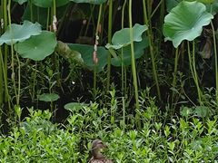 -荷塘月色湿地公园·向阳花洲