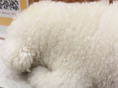-瑞鹏宠物医院·骨科·猫科·内科(第一中心)