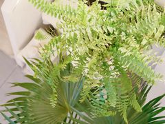 -伊斯坦布尔土耳其清真咖啡餐厅