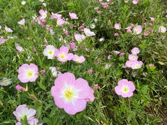 -洋湖国家湿地公园