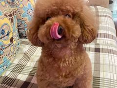 -PETKIT 小佩宠物·德文赛凯猫舍