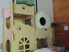 -喵屿·大理花园猫咖