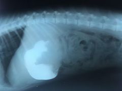 -创凡宠物医院·骨专科  猫科中心(西乡分院)