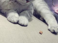 android_upload_pic-喵的天空名猫咖啡馆·撸猫·猫舍·用品