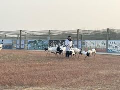 -盐城丹顶鹤湿地生态旅游区