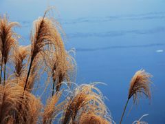 -重庆彩云湖湿地公园