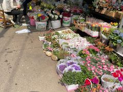 -循礼门鲜花花市(武汉循礼门店)