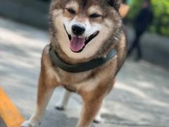 -美联众合动物医院·24h转诊中心