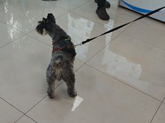 -北京观赏动物医院·24小时大型综合·猫专科·异宠专科