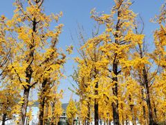 -百林公园-两江幸福广场