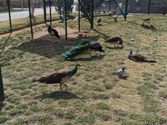 -西霞口神雕山野生动物世界