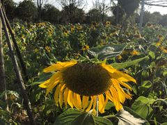 -武汉紫薇都市田园