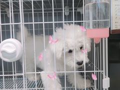 -翊宠yipet猫狗购宠庄园犬舍•猫舍