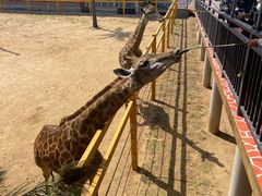 -西霞口神雕山野生动物世界