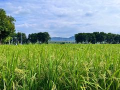 -光明小镇欢乐田园