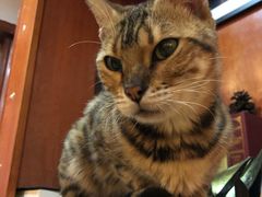 -万小咖.猫咖(中山路天虹店)