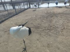 -盐城丹顶鹤湿地生态旅游区