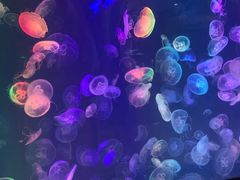 -烟台海昌鲸鲨海洋公园