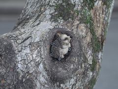 -潜山国家森林公园