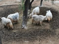 -石家庄市动物园