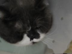 -伟伟宠物医院·瑞派猫友好医院·猫科(光谷店)