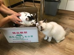 -派联宠物医院·24h·CT·异宠