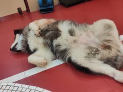 -和它·交个朋友·狗咖猫咖(爱琴海店)