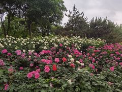 -坝河休闲公园