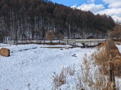 -横道河子东北虎林园