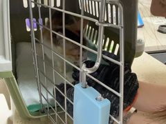 -动物缘宠物医院·骨科·猫科(西二环店)