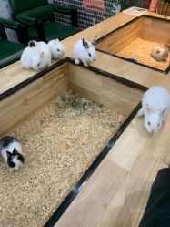 -神奇动物撸宠馆·羊驼·小浣熊·异宠(豫园店)