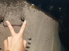 -瑞德姆美人鱼海底演艺主题餐厅(亚龙湾店)