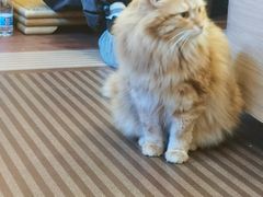 -MOCHA明星猫咖(田子坊店)