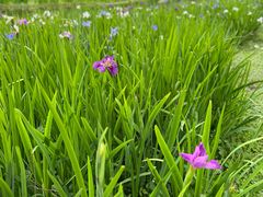 -上海共青森林公园