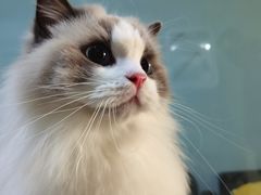-老吴的猫·猫舍(新区店)