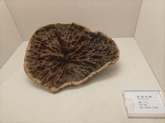 -香市公园-中国沉香文化博物馆