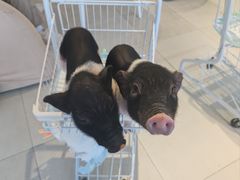 -怪兽屋·羊驼·猫咖·狗咖(俊华广场店)