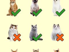 -lincat·猫舍(广州店)