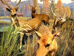 -陕西自然博物馆