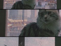 -猫在这儿猫咪咖啡馆·撸猫馆